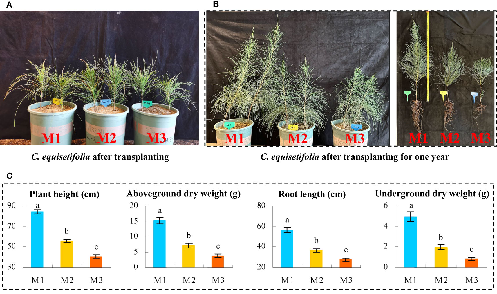 Frontiers | Metagenomics-based exploration of key soil