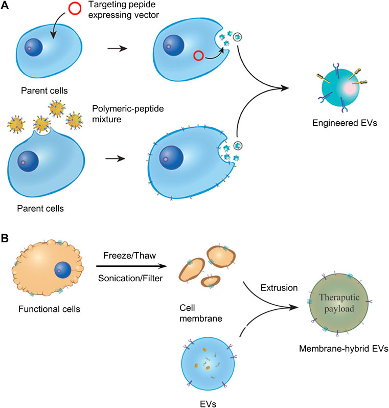 Frontiers | The future for the therapeutics of abdominal aortic ...