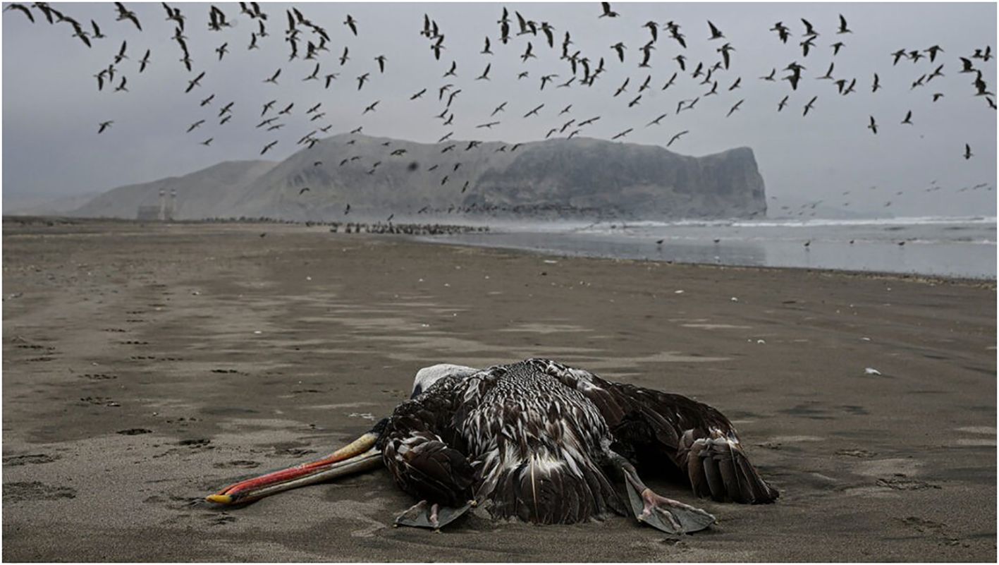 Frontiers Pinnipeds and avian influenza a global timeline and review of research on the impact of highly pathogenic avian influenza on pinniped populations with particular reference to the endangered ...