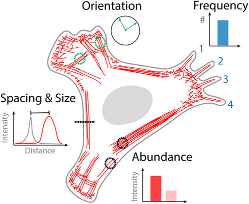 Frontiers  Live-cell analysis framework for quantitative phase