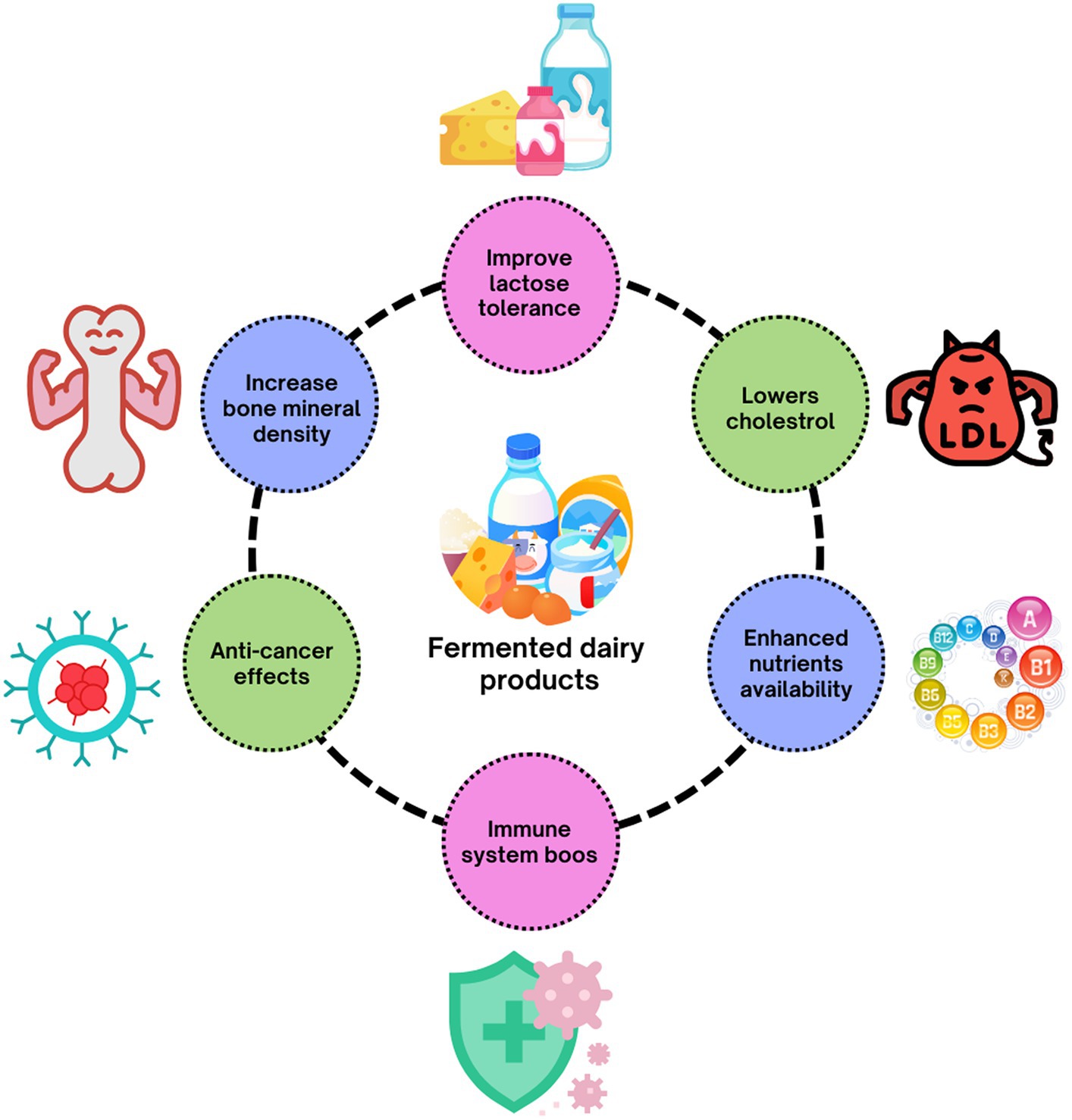 Frontiers Therapeutic Potential Of Popular Fermented Dairy Products 