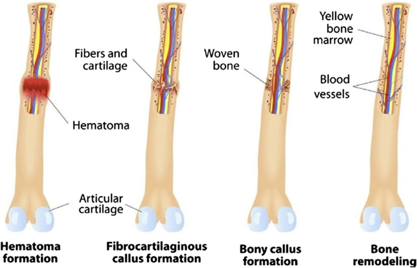 www.frontiersin.org