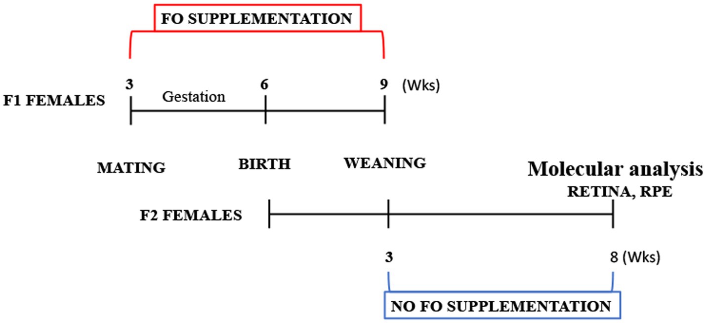 Frontiers  The supplementation of a high dose of fish oil during pregnancy  and lactation led to an elevation in Mfsd2a expression without any changes  in docosahexaenoic acid levels in the retina