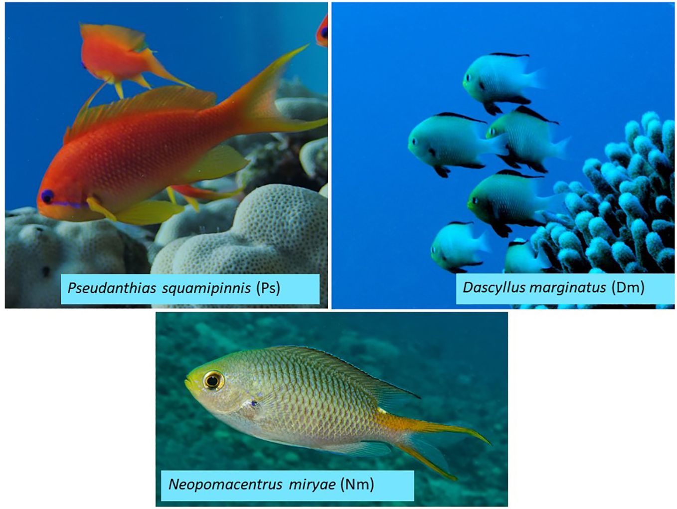 Frontiers  Effects of flow speed and prey density on the rate and  efficiency of prey capture in zooplanktivorous coral-reef fishes
