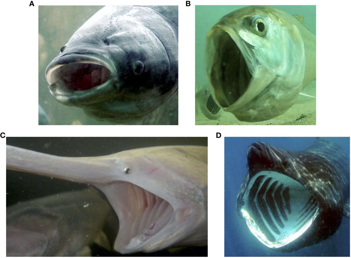 Frontiers  Particle separation mechanisms in suspension-feeding fishes:  key questions and future directions