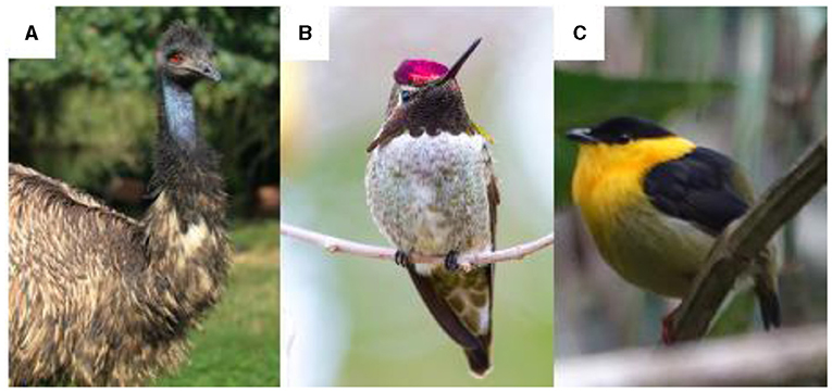 Figure 2 - We compared olfactory receptor counts from the short read and long read genomes of three bird species: (A) emu, (B) hummingbird, and (C) manakin [photo credits: (A) Niklas Jeromin, (B) Joseph Vogel, (C) Rudolphous].