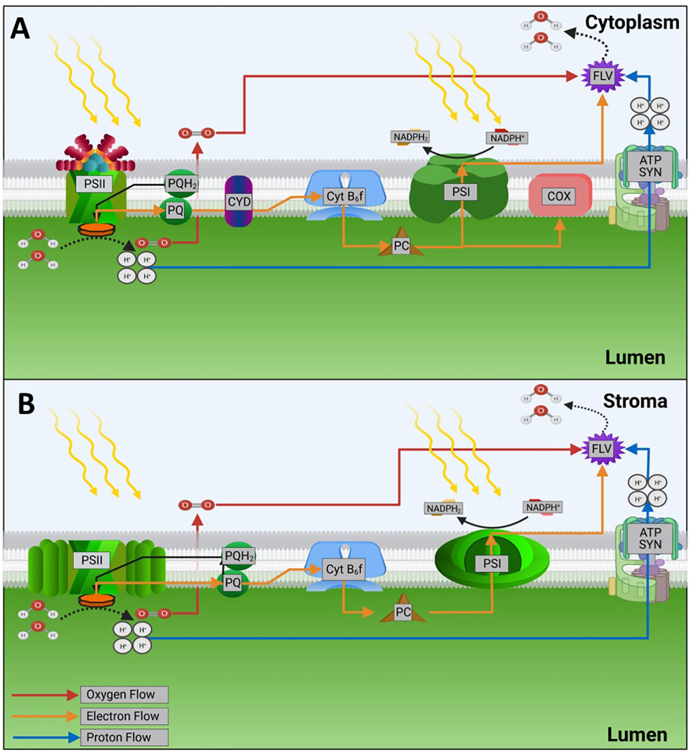 Frontiers  Advances in light system engineering across the phototrophic  spectrum