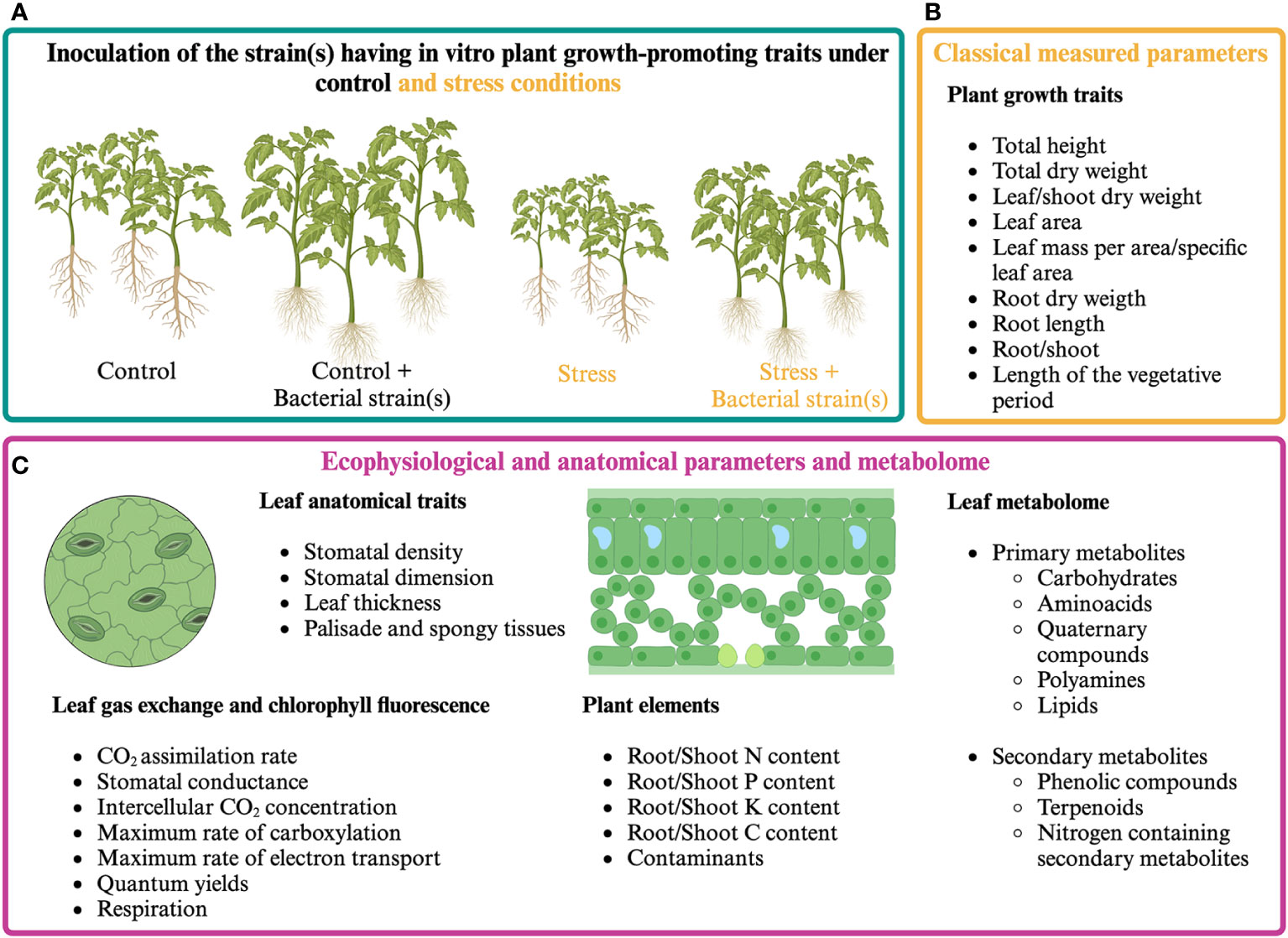 Frontiers  A plant's perception of growth-promoting bacteria and their  metabolites