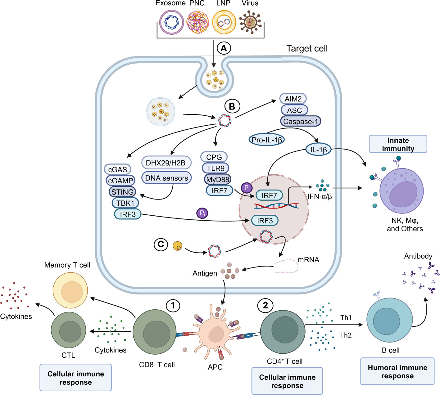 Frontiers | The next-generation DNA vaccine platforms and delivery Frontiers | The next-generation DNA vaccine platforms and delivery