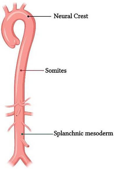 www.frontiersin.org