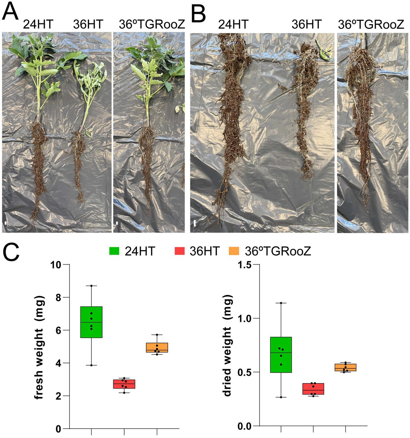 Panel A shows three plants with roots labeled 24HT, 36HT, and 36°TGRooZ on black plastic. Panel B presents roots from the same conditions, focusing on root structure. Panel C displays two box plots comparing fresh and dried weight measurements in milligrams for the conditions 24HT, 36HT, and 36°TGRooZ. The 24HT condition has the highest fresh and dried weights, while 36HT has the lowest.