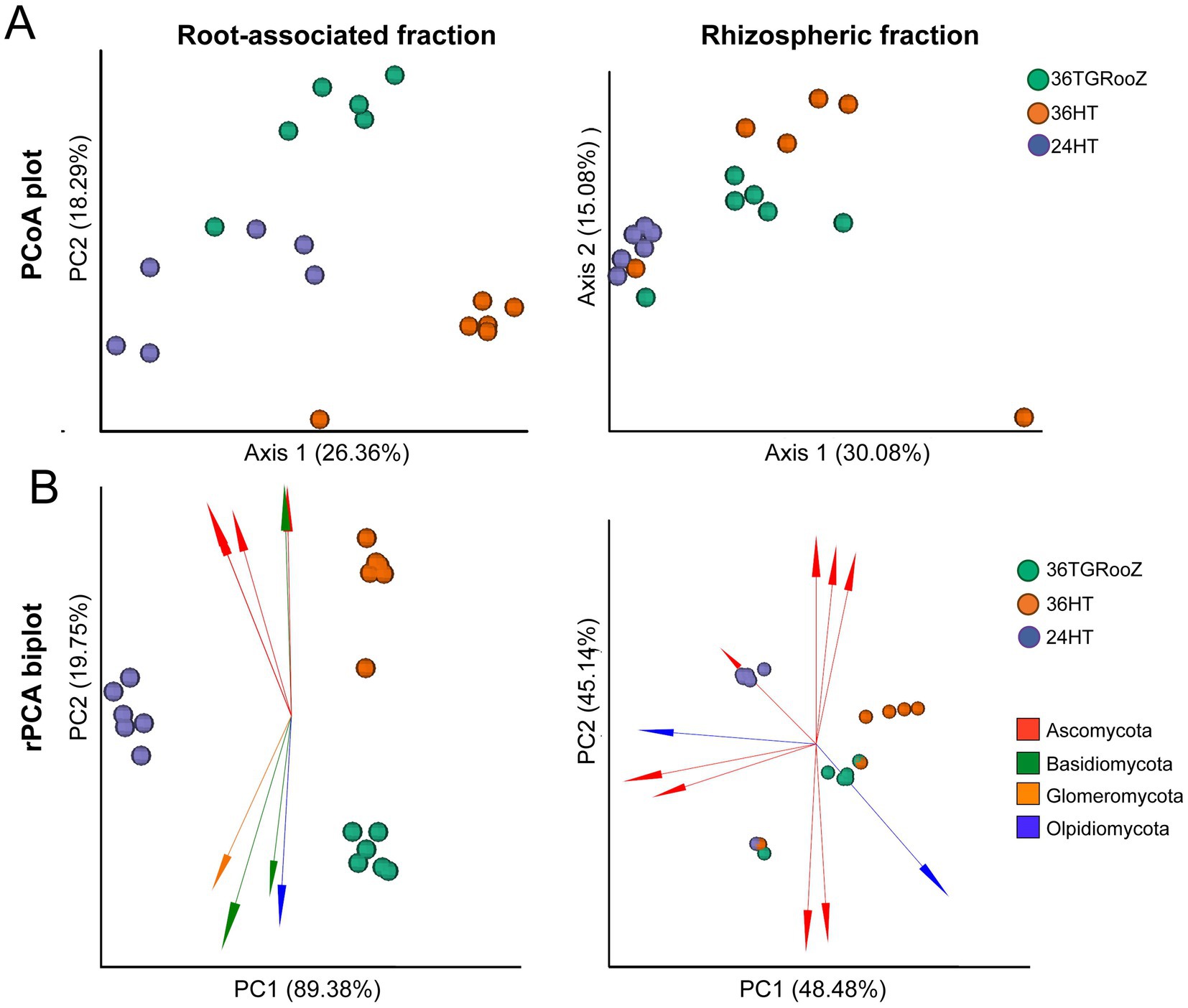 PCoA and rPCA plots of microbial communities. Panel A shows PCoA plots for root-associated and rhizospheric fractions, with axes labeled by percentage of variation explained. Samples are color-coded as 36TGRooZ, 36HT, and 24HT. Panel B presents rPCA biplots with microbial phyla Ascomycota, Basidiomycota, Glomeromycota, and Olpidiomycota indicated by red, green, orange, and blue vectors, respectively. Axes display variation percentages.