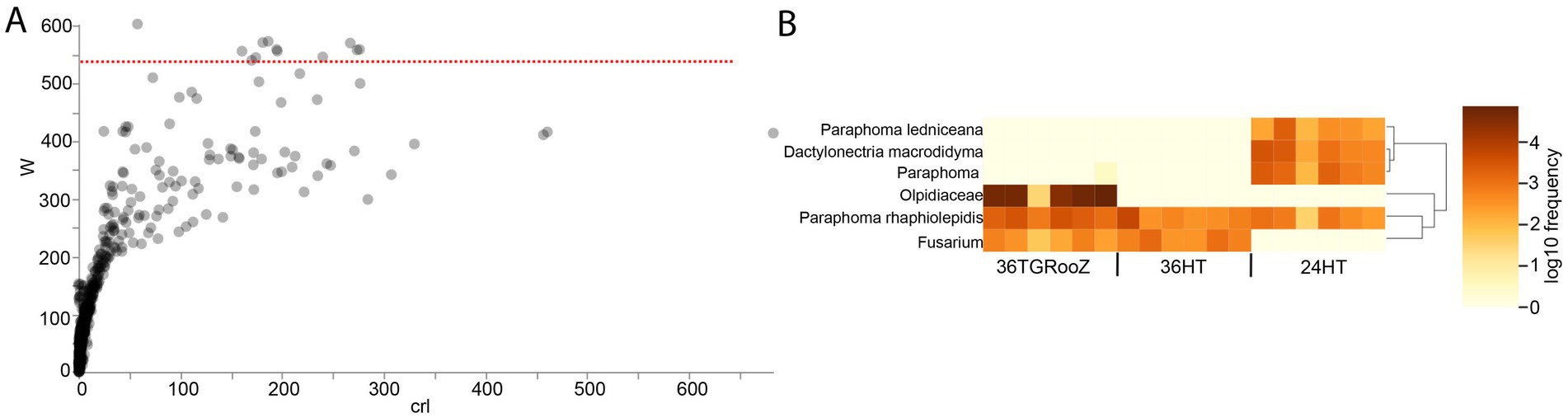 Scatter plot (A) shows data points with `W' on the y-axis and `crl' on the x-axis, with a red dashed line at 550 on the y-axis. Heatmap (B) displays log10 frequency data for various species, with darker shades indicating higher frequencies, categorized by labels 36TGRooZ, 36HT, and 24HT.