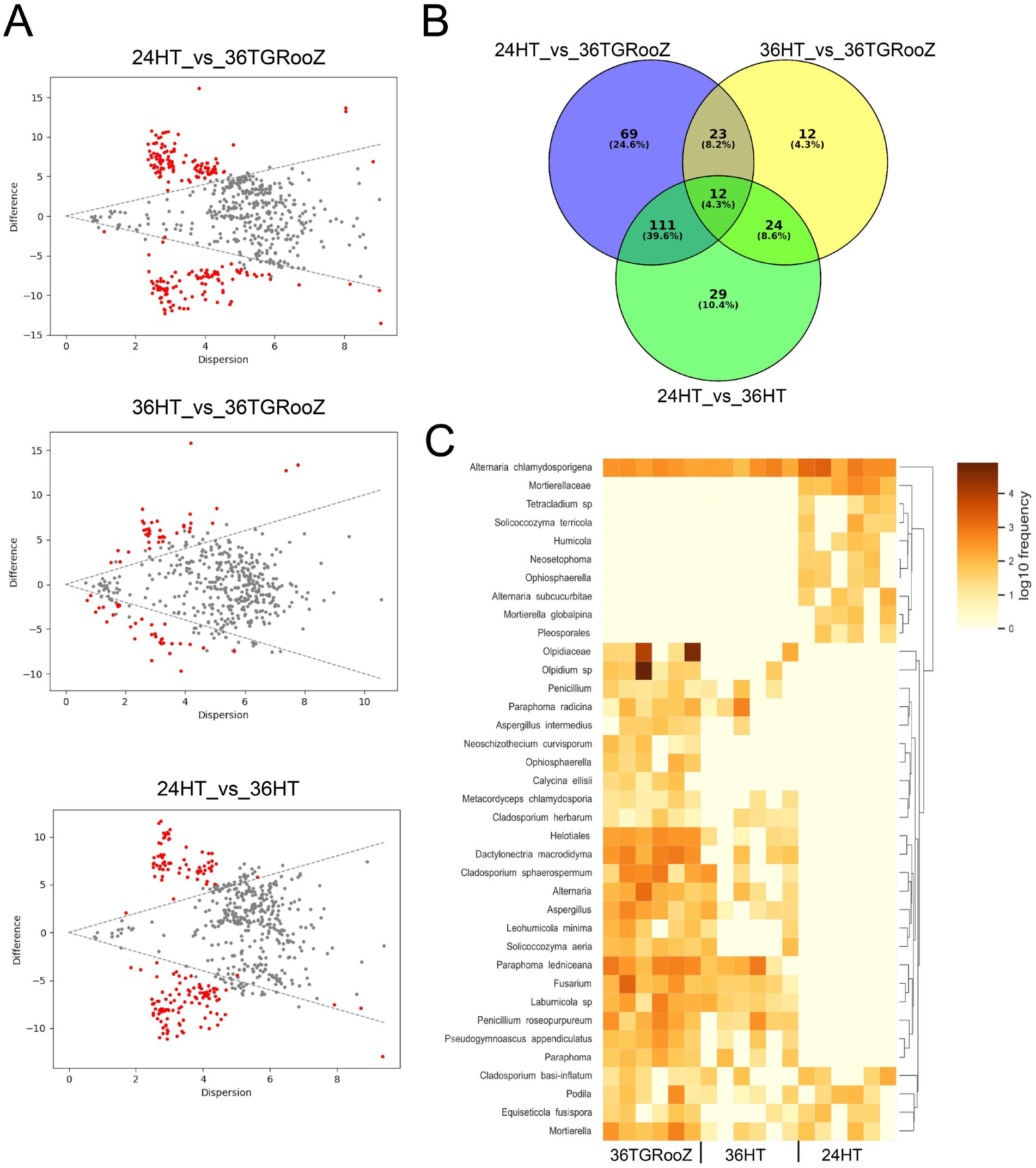 Panel A shows three scatter plots comparing dispersion versus difference for various conditions, with red and gray data points. Panel B is a Venn diagram displaying overlaps in data sets labeled 24HT_vs_36TGRooZ, 36HT_vs_36TGRooZ, and 24HT_vs_36HT. Panel C is a heatmap representing log-transformed frequencies of different species across three conditions: 36TGRooZ, 36HT, and 24HT, with a color gradient from light yellow to dark brown.