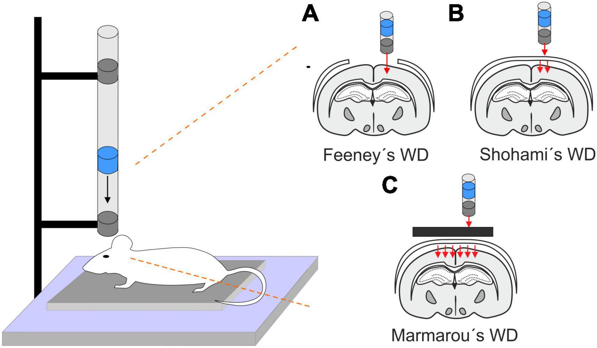 Frontiers  Reactive gliosis in traumatic brain injury: a