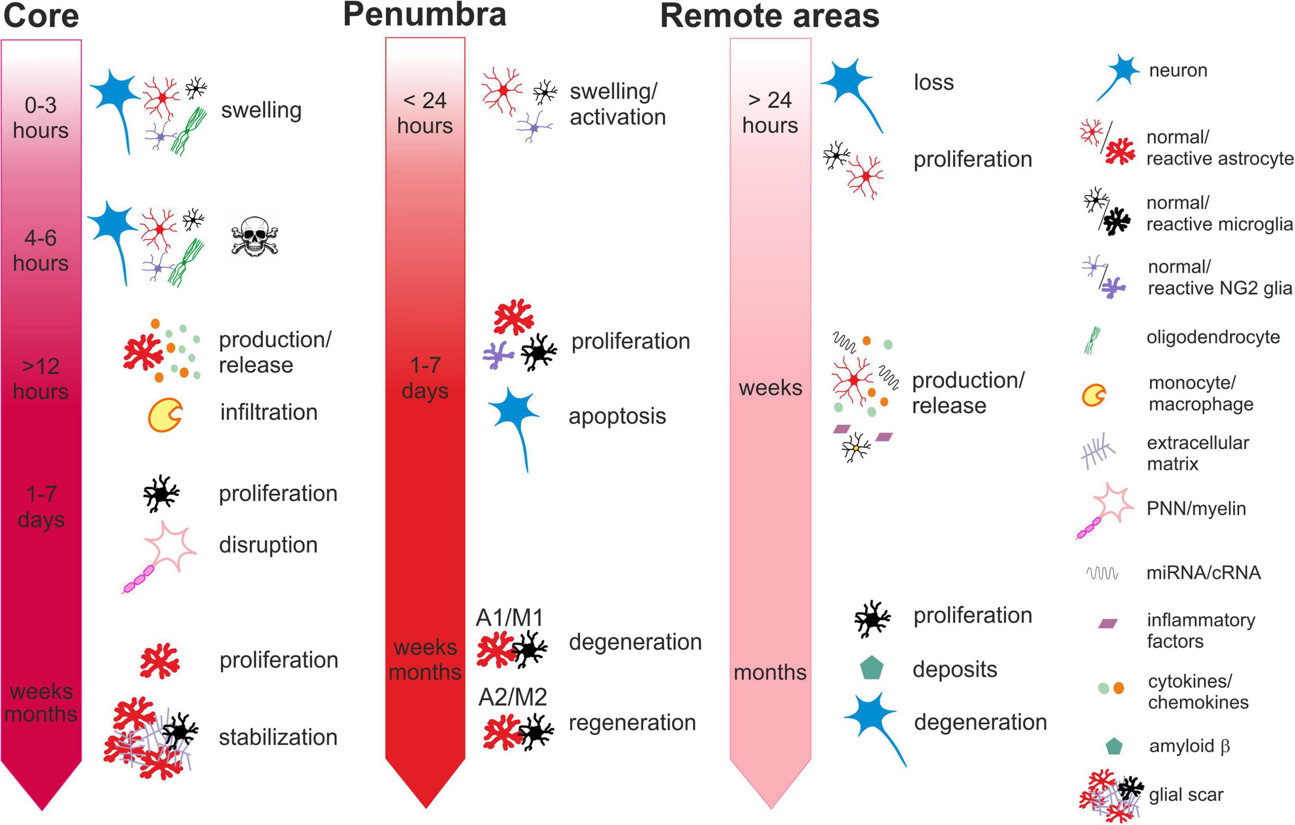 Frontiers | Out of the core: the impact of focal ischemia in