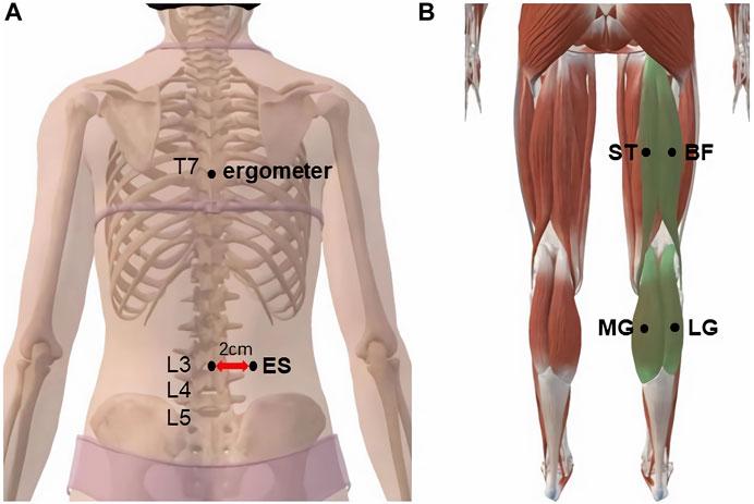 Increased Muscle Activation in Back Line Myofascial Continuity