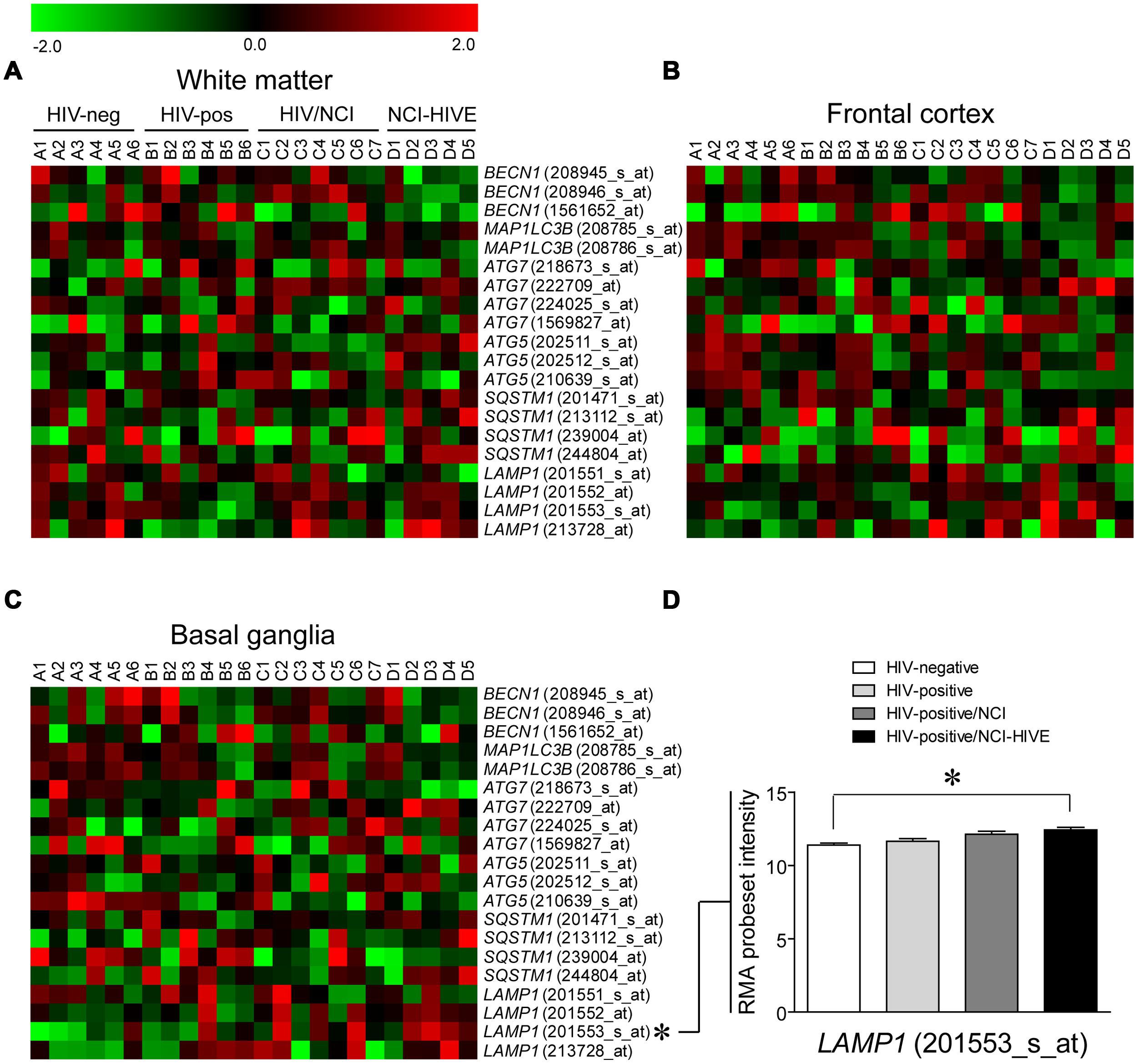 Frontiers | Differing roles of autophagy in HIV-associated neurocognitive  impairment and encephalitis with implications for morphine co-exposure