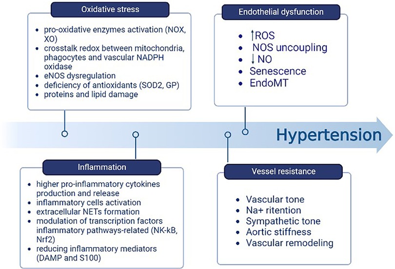 Frontiers | The potential effect of natural antioxidants on endothelial ...