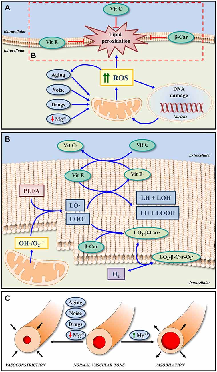 Frontiers | Synergistic effects of free radical scavengers ...