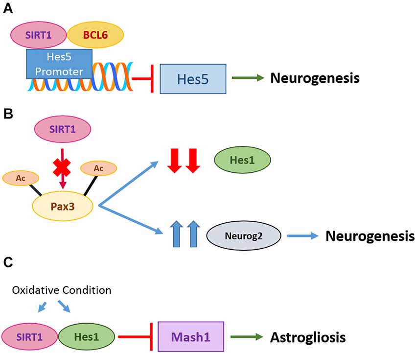Binding between Prion Protein and Aβ Oligomers Contributes