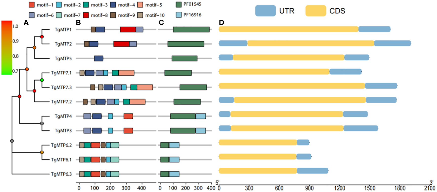 Frontiers | Genome-wide identification, expression and function ...