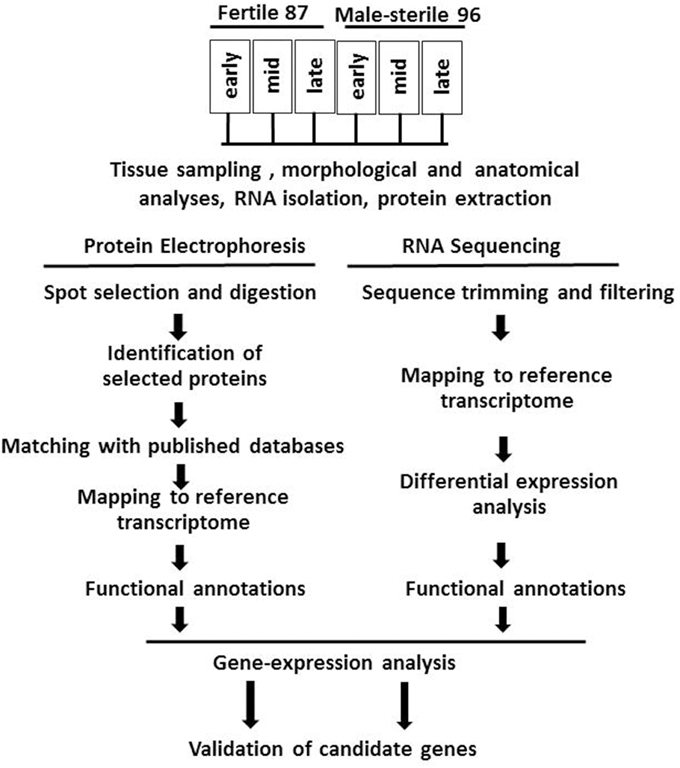 An Scientific Approach of Design and Development of a Garlic