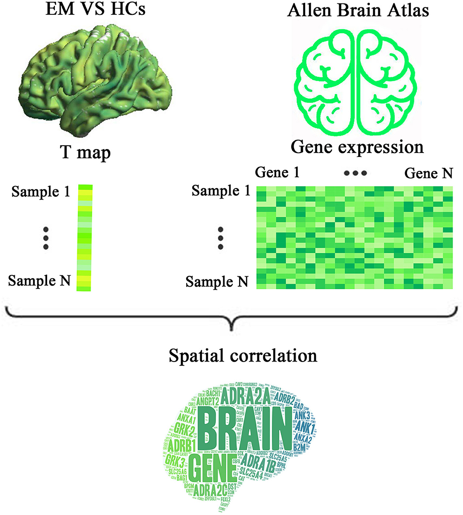 Frontiers  Abnormal brain spontaneous activity in major