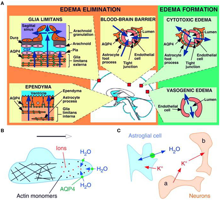 Frontiers | The central role of aquaporins in the ...