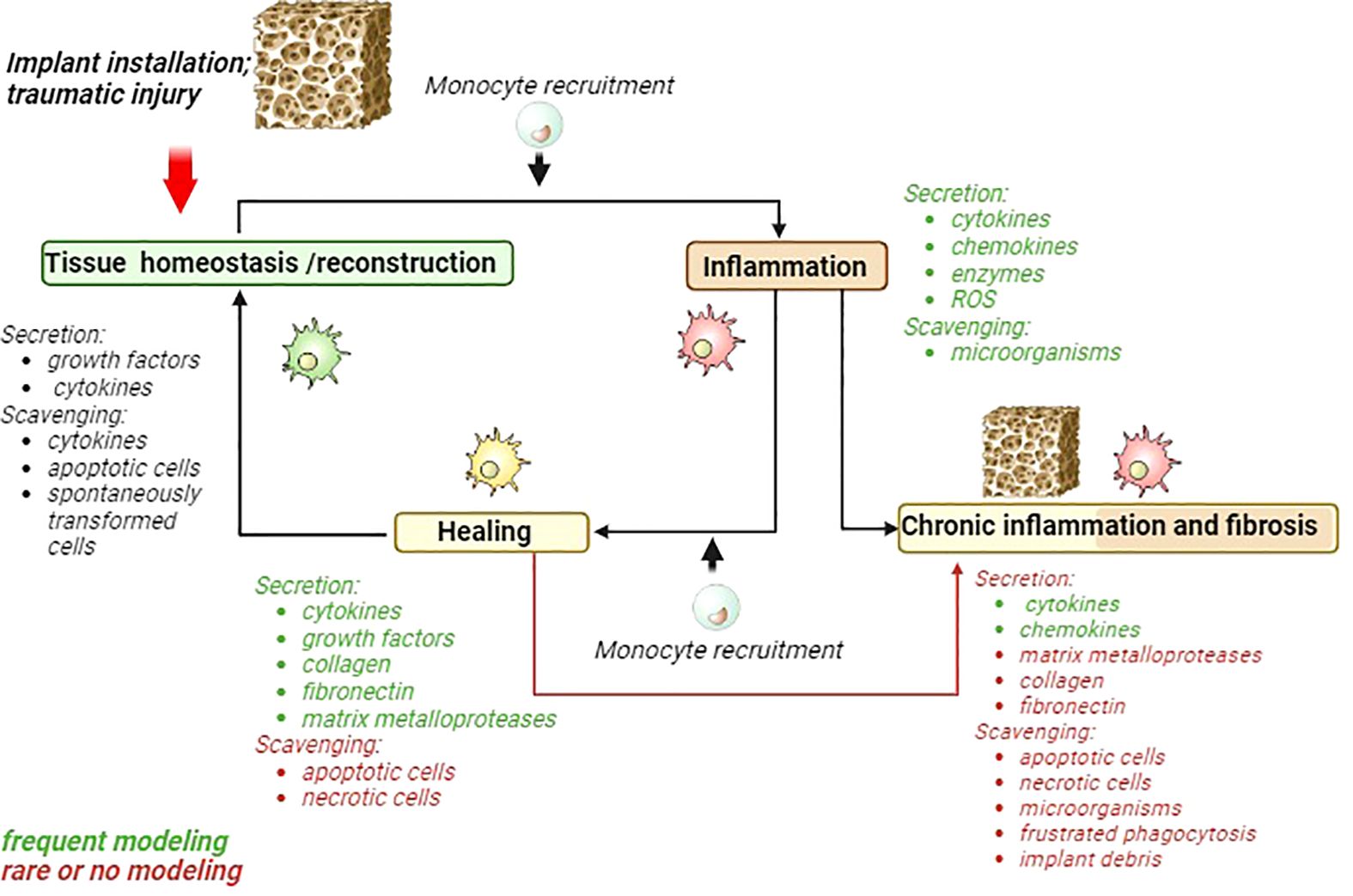 Frontiers  Foreign Body Reaction to Implanted Biomaterials and