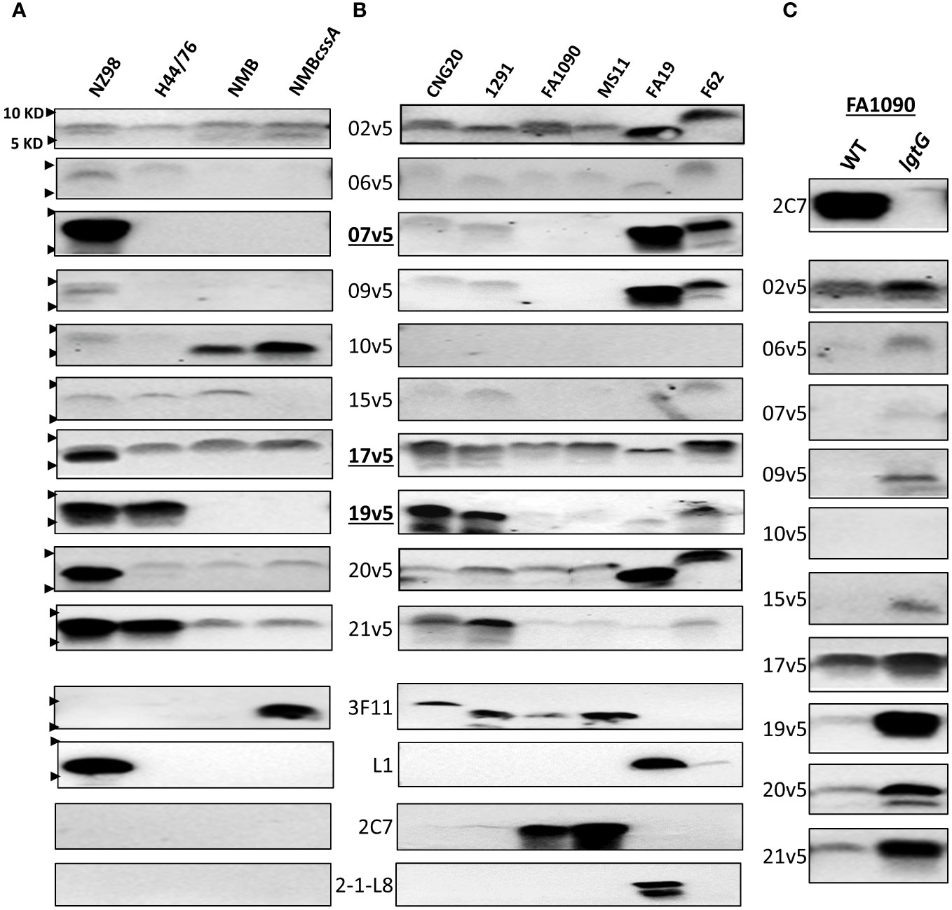 Frontiers Neisseria gonorrhoeae lipooligosaccharide glycan epitopes recognized by bactericidal IgG antibodies elicited by the meningococcal group B directed vaccine MenB 4C