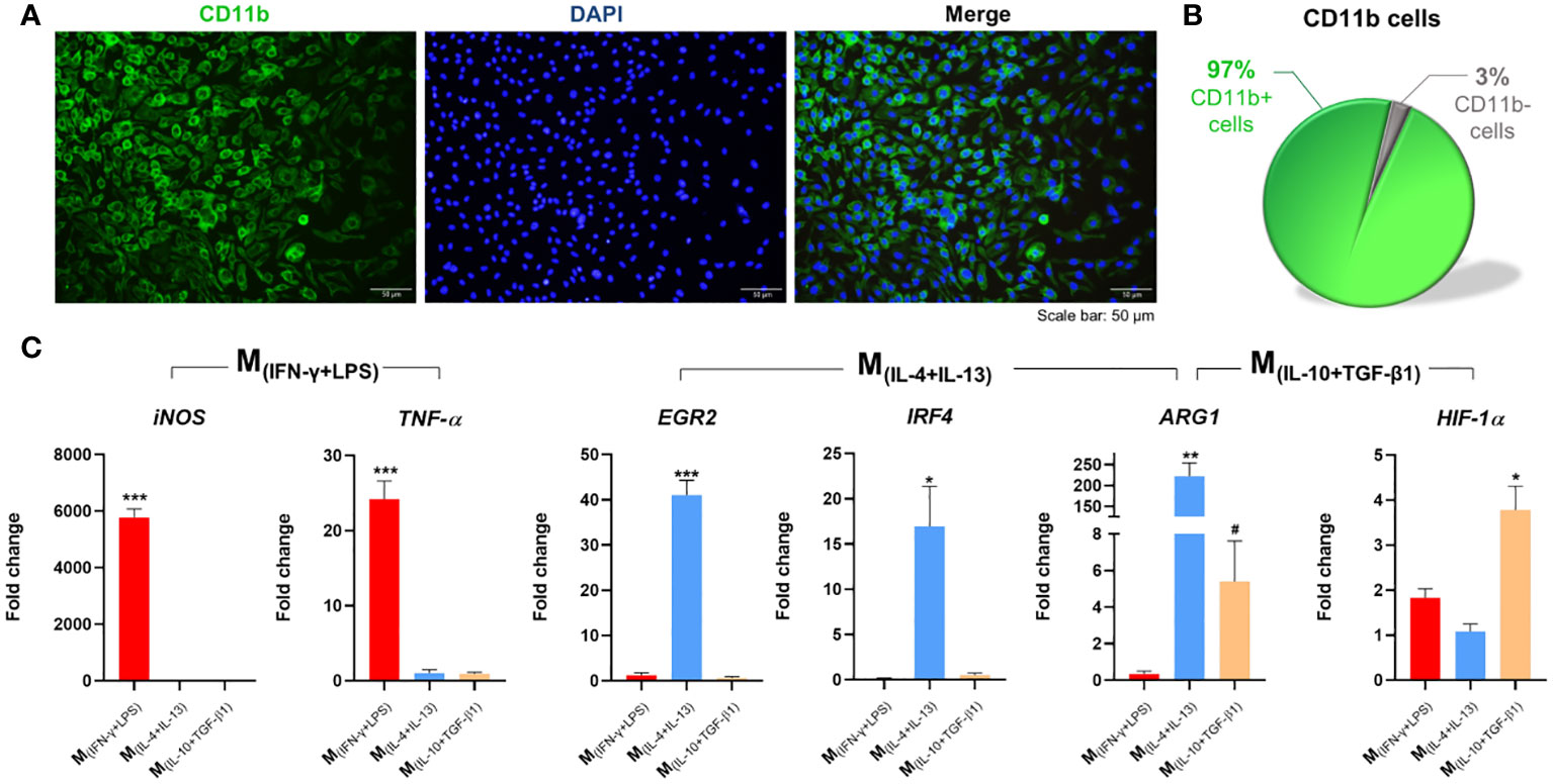 Frontiers  The secretome of macrophages has a differential impact