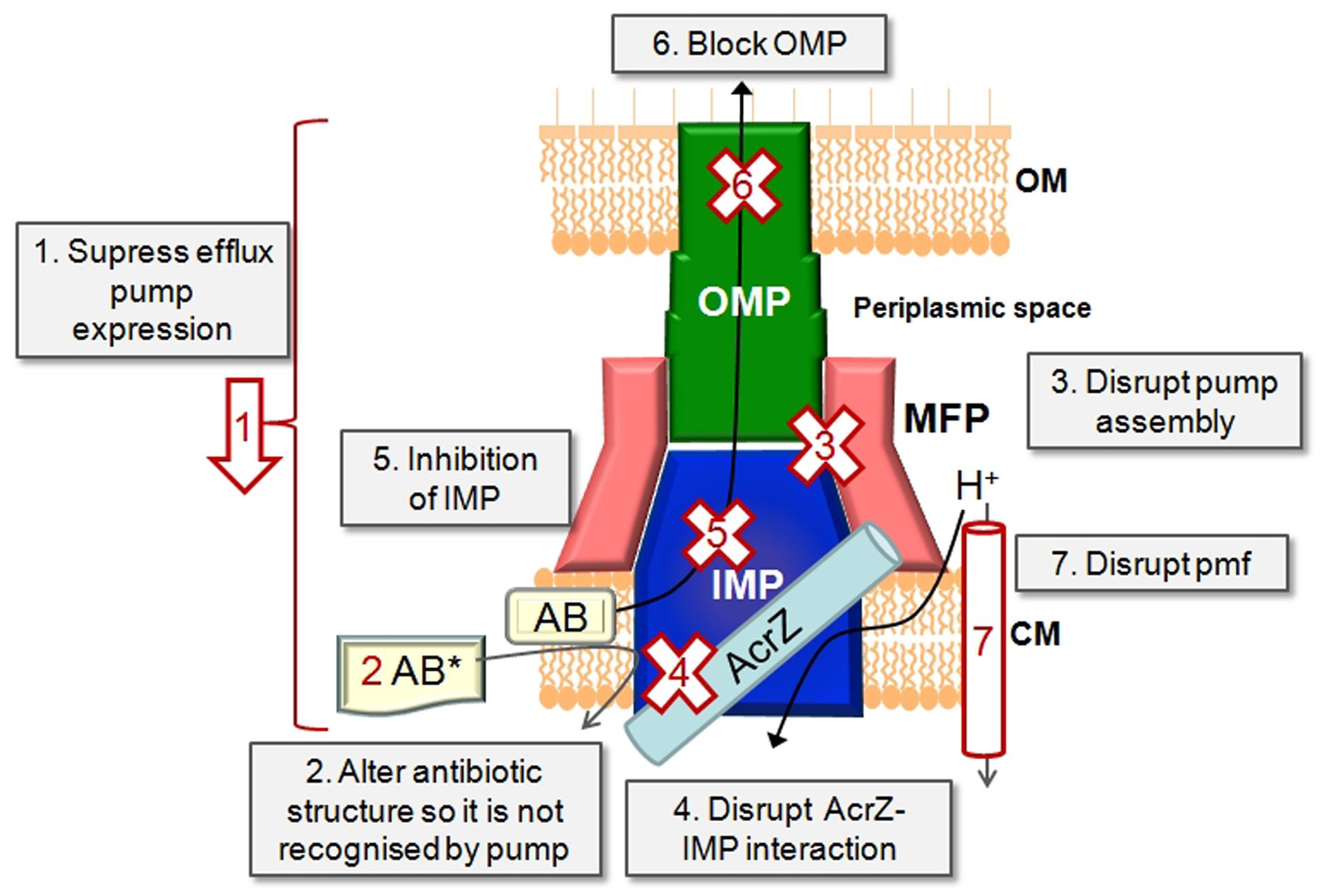 | RND-type Drug Efflux Pumps from Gram-negative bacteria: Molecular Mechanism and Inhibition | Microbiology