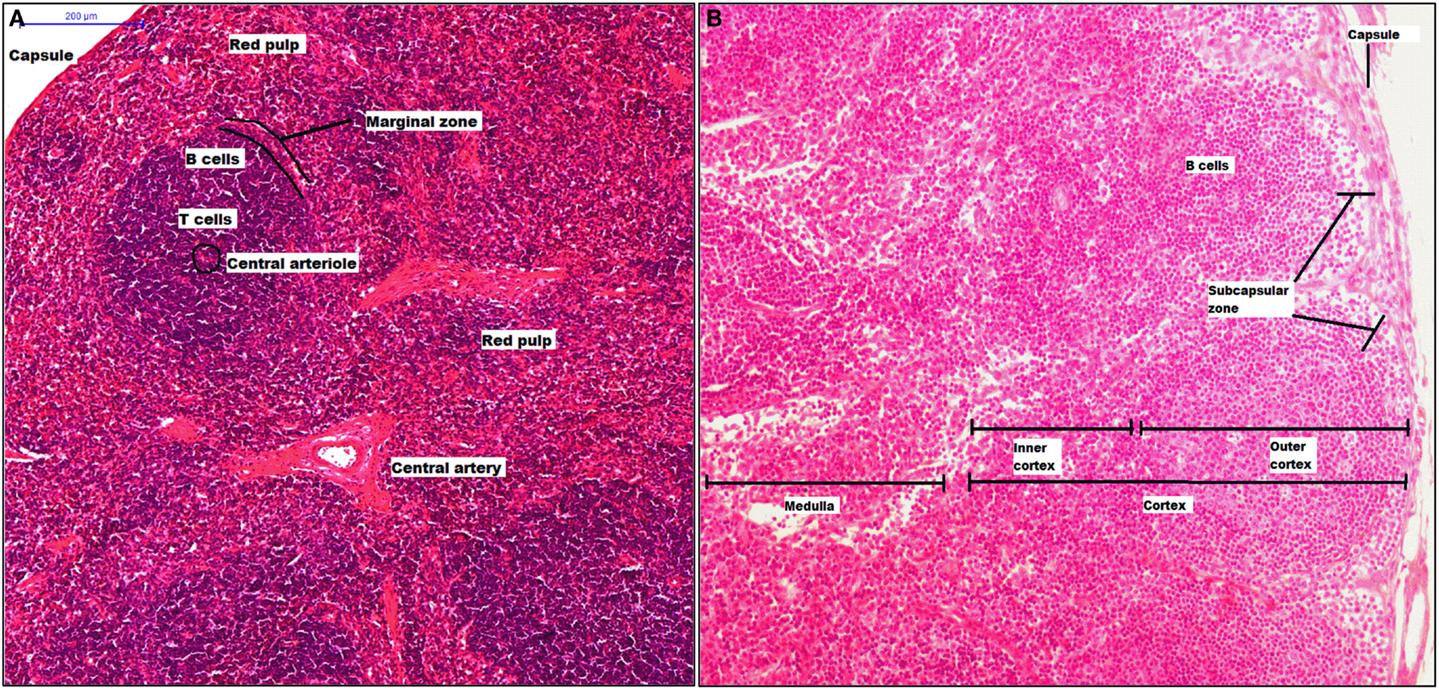 Frontiers Much More Than M1 And M2 Macrophages There Are Also Cd169 And Tcr Macrophages Immunology