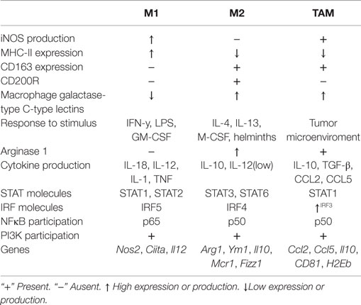 Maak een naam Groenland lading Frontiers | Much More than M1 and M2 Macrophages, There are also CD169+ and  TCR+ Macrophages | Immunology