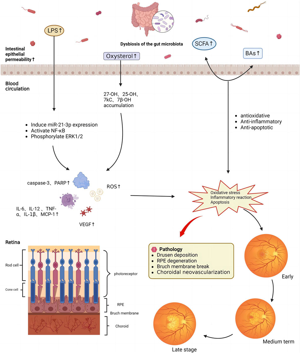 Frontiers | Role of traditional Chinese medicine in age-related macular ...