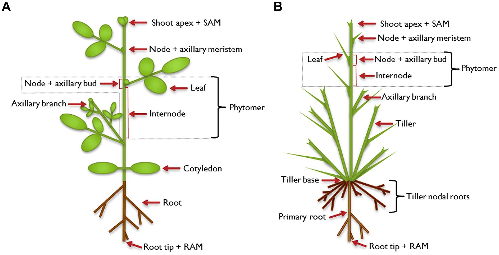 Plant structure. Фитомеры растений. Plant Physiology. Node Plant.