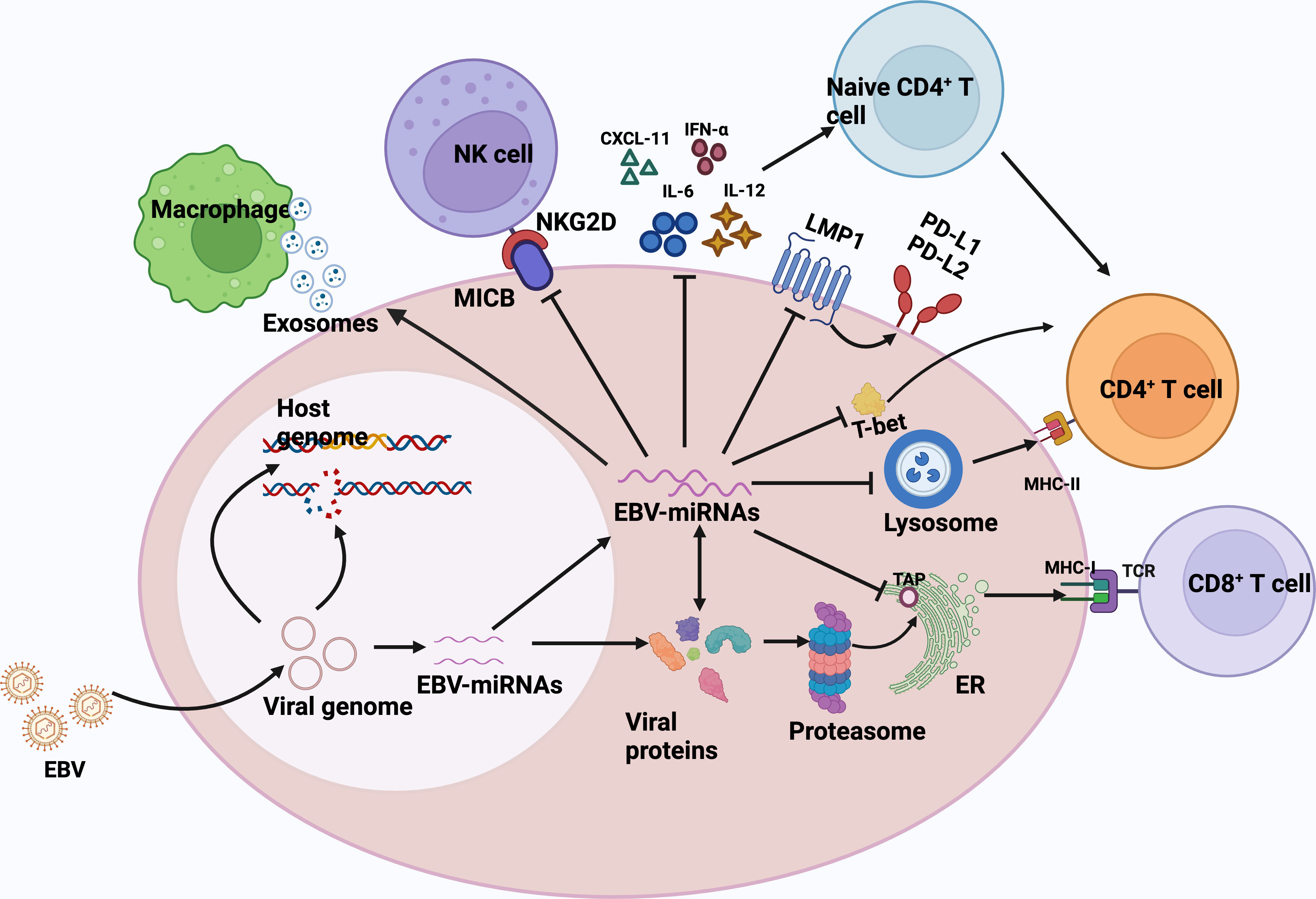 Frontiers  Carcinogenic mechanisms of virus-associated lymphoma