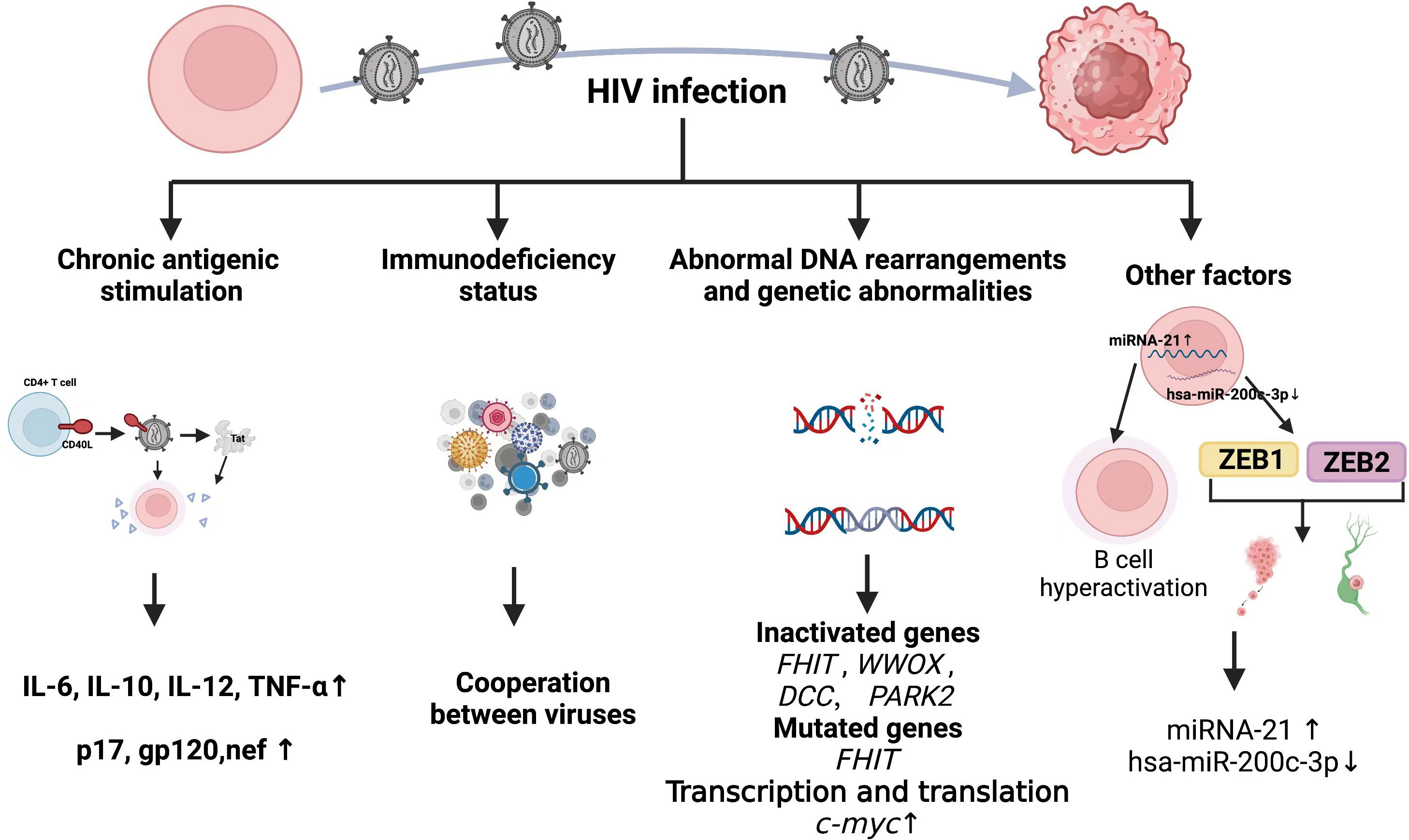 Frontiers | Carcinogenic mechanisms of virus-associated lymphoma Frontiers | Carcinogenic mechanisms of virus-associated lymphoma