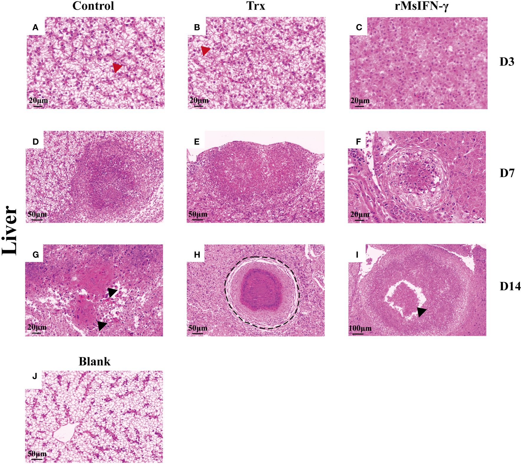 Sellaphorineae, living interphase cells in valve view. 14–17 – Rossia