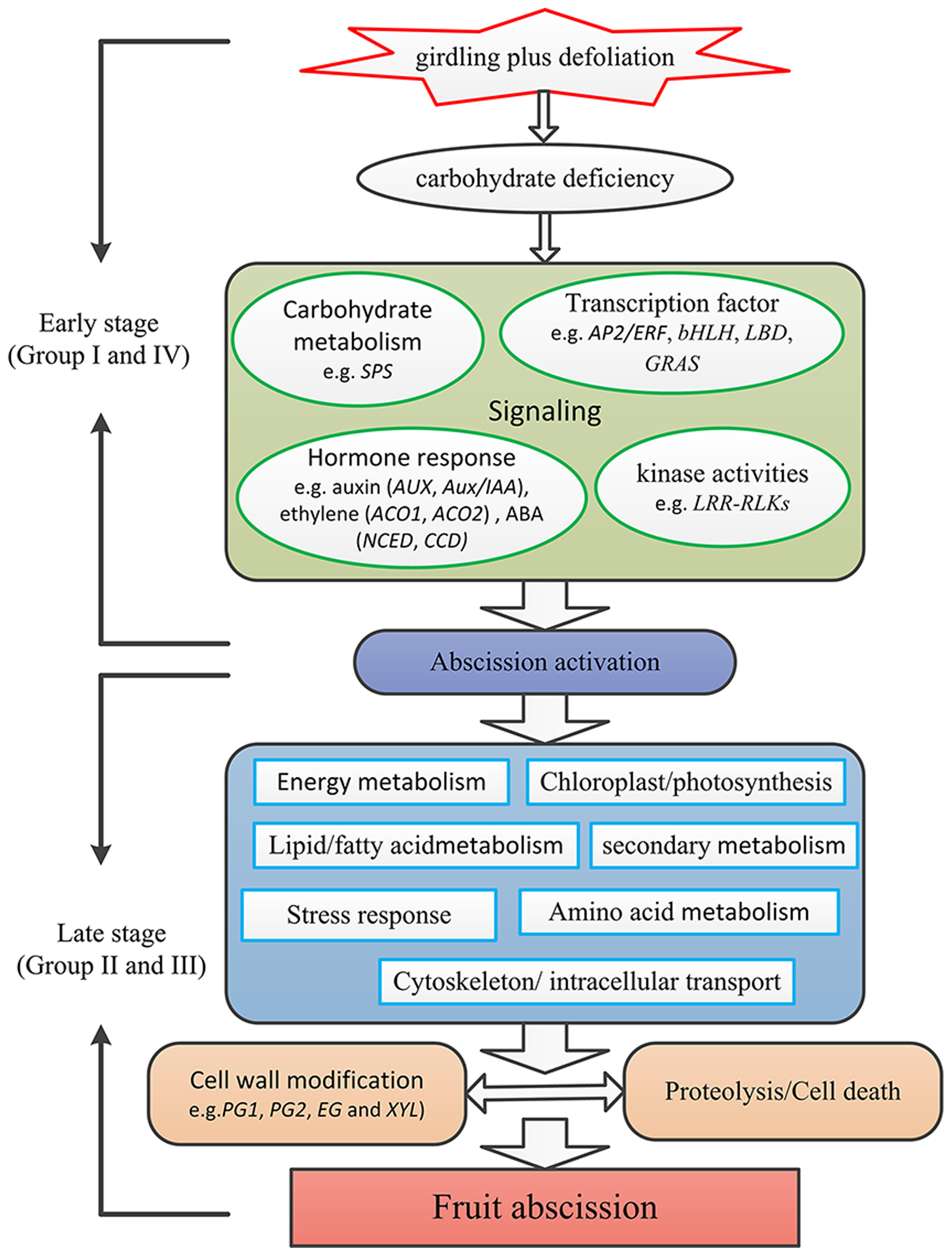 Frontiers An Improved Fruit Transcriptome And The Identification