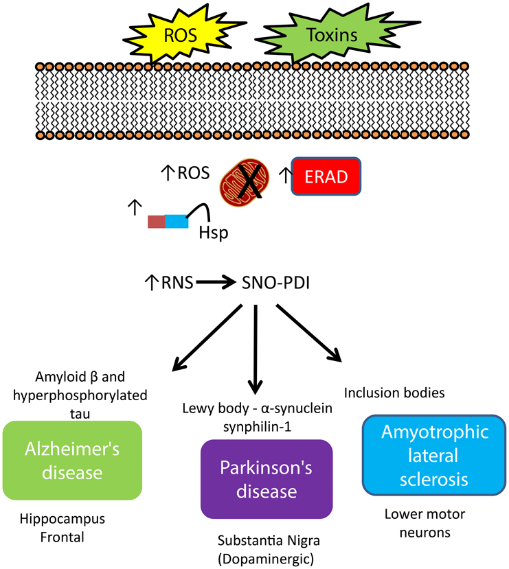 Frontiers | S-nitrosylation of the thioredoxin-like domains of protein ...