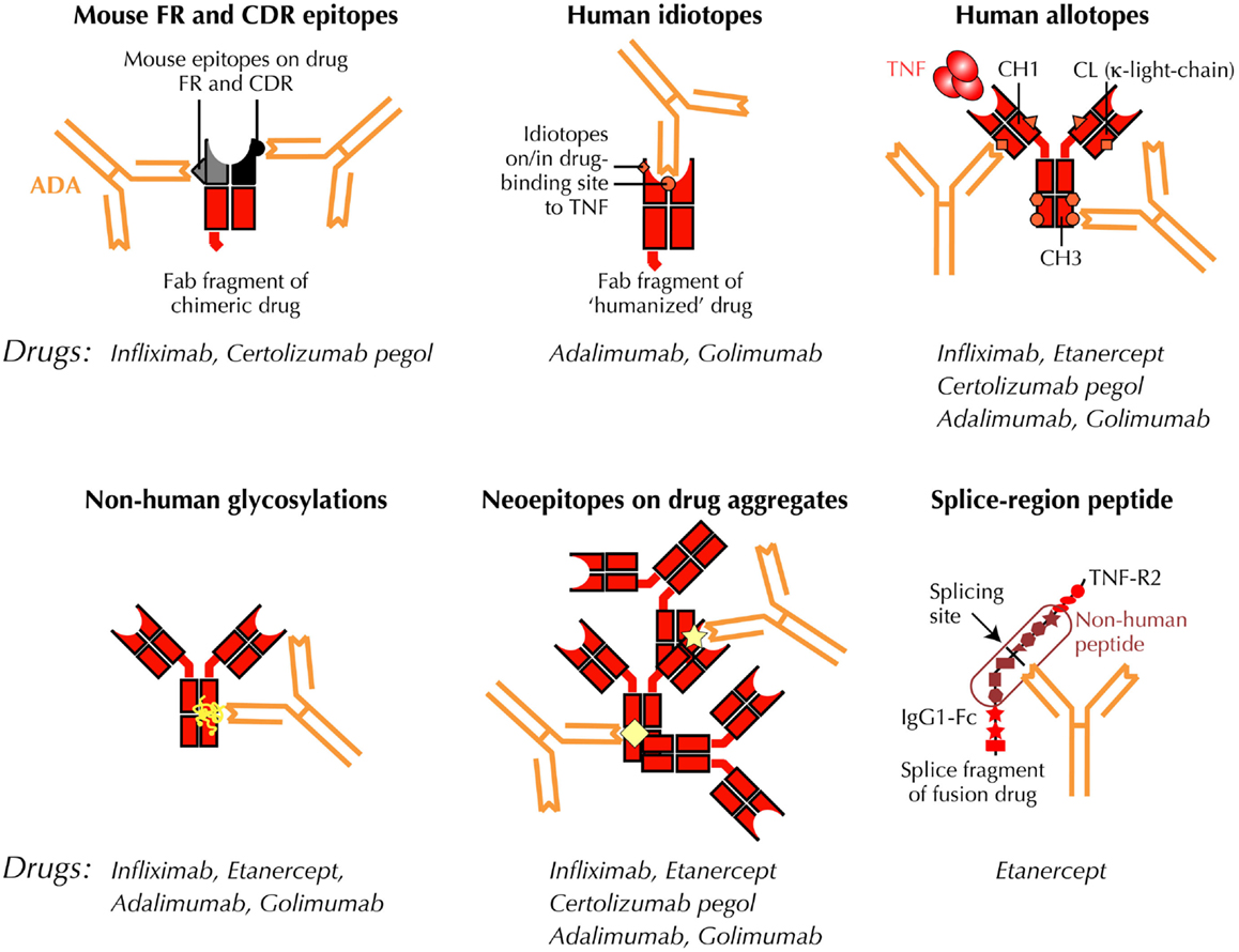Frontiers | Immunogenicity of Anti-TNF-α Biotherapies: II. Clinical