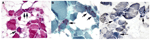 www.frontiersin.org