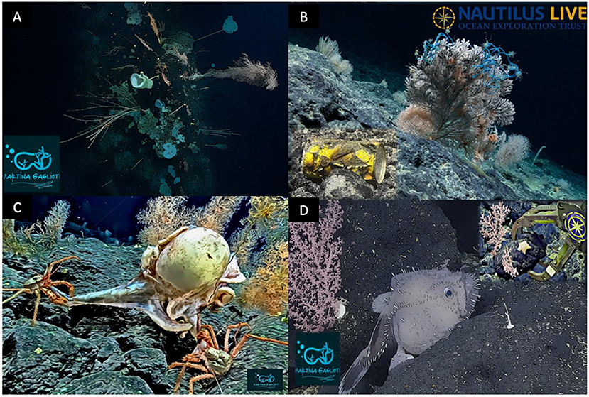 Figure 3 - An example of images detected from the ROV camera.