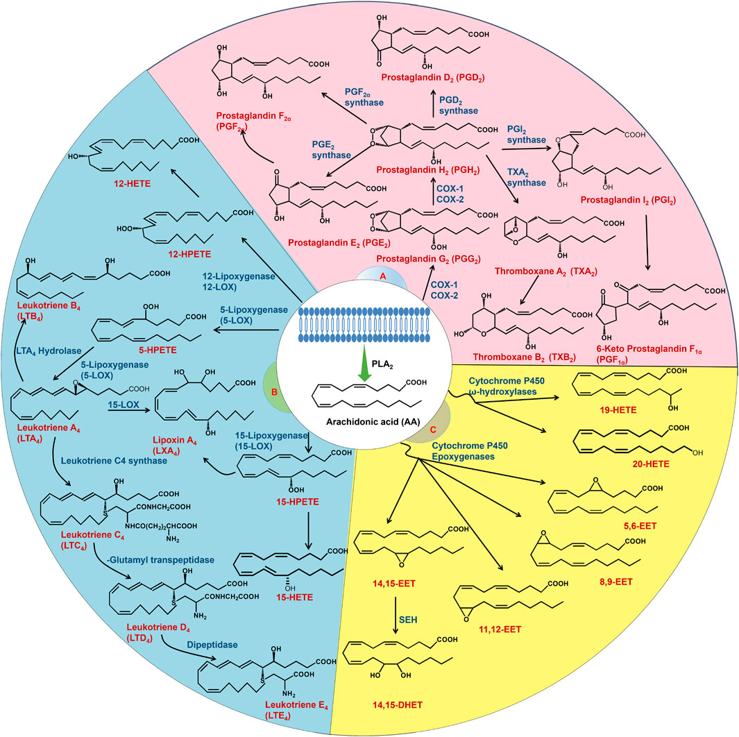 www.frontiersin.org