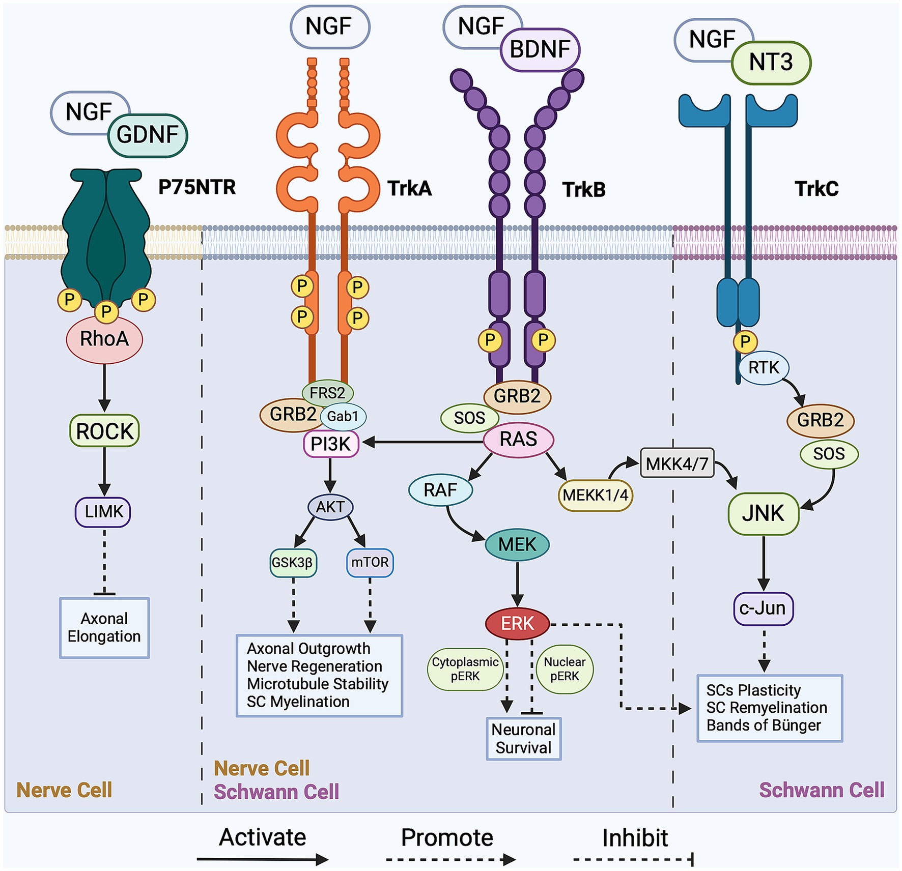 Frontiers  The Emerging Role of Rho Guanine Nucleotide Exchange