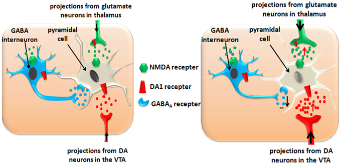 Is Gaba a Stimulant?