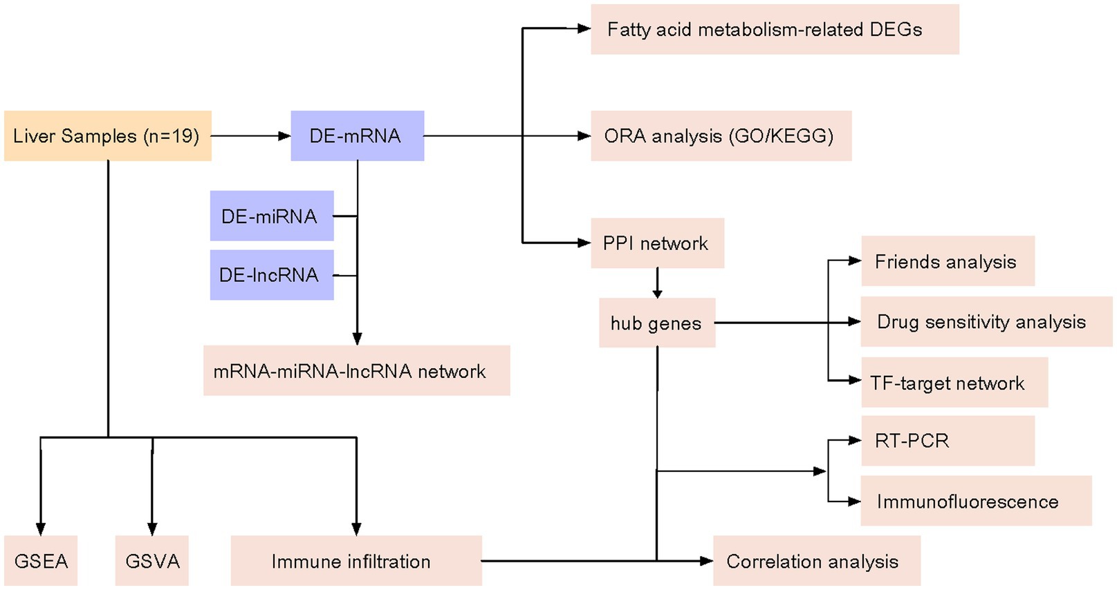 Flowchart depicting analysis of liver samples. Nineteen samples lead to DE-mRNA, DE-miRNA, and DE-lncRNA. Analysis includes fatty acid metabolism, ORA (GO/KEGG), GSEA, GSVA, and immune infiltration. PPI network identifies hub genes, linking to friends analysis, drug sensitivity, TF-target network, and correlation analysis, forming a comprehensive mRNA-miRNA-lncRNA network.