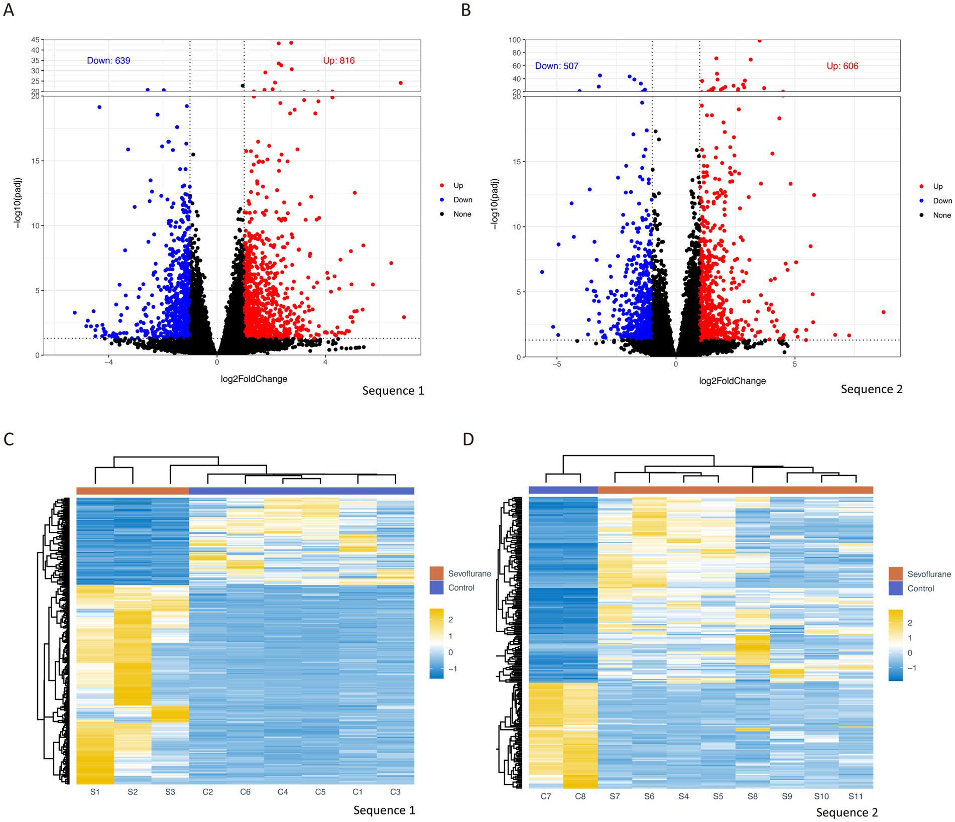 Panel A shows a volcano plot for Sequence 1 with points representing gene expression changes, highlighting 639 downregulated (blue) and 816 upregulated (red) genes. Panel B displays a similar plot for Sequence 2 with 507 downregulated and 606 upregulated genes. Panel C features a heatmap for Sequence 1, illustrating expression levels across samples, with a color gradient from yellow (high) to blue (low). Panel D shows a corresponding heatmap for Sequence 2, using the same color scheme and sample grouping.